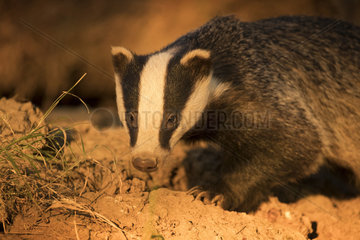 European Badger (Meles meles). A yearling Badger emerges in the late evening sun in the Peak District National Park  UK.