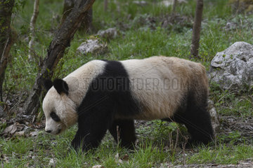 Giant Panda (Ailuropoda melanoleuca) walking in the grass  Foping  Shanxii  China