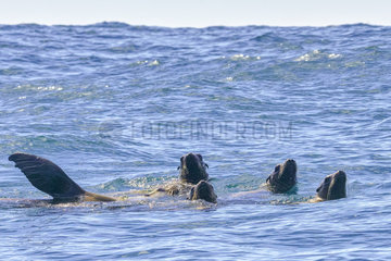 California sea lion ( Zalophus californianus)  swimming  Ojo de Liebre Lagoon (formerly known as Scammon's Lagoon)  Guerrero Negro  Baja California Sur  Mexico