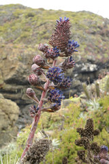Chagual chico (Puya venusta)  spring inflorescences  Puquen Nature Reserve  Los Molles  La Ligua  V Valparaiso Region  Chile