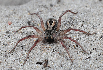 Wolf spider (Lycosidae sp)  Australia