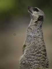 An observant Meerkat (Suricata suricatta) perches perfectly in the midday sun.