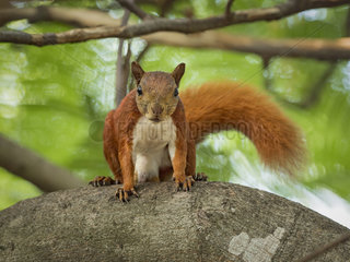 Red-tailed squirrel (Sciurus granatensis)  Cartagena  Colombia  October