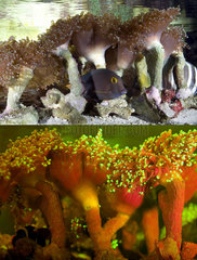 Fluorescent coral. Stony Coral  Euphyllia paradivisa. Above photographed with daylight and bellow showing fluorescent colours photographed under special blue or ultraviolet light and filter. Many corals are intensely fluorescent under certain light wavelengths. Shallow water reef-building fluorescent corals seem to be more resistant to coral bleaching than other corals  and the higher the density of fluorescent pigments  the more likely to resist. This enables them to better protect the zooxanthellae that help sustain them. The pigments that fluoresce are photoproteins  and a current theory is that this acts as a type of sunscreen that prevents too much UV light damaging the zooxanthallae. These corals have the photoproteins above the zooxanthallae to protect them. Corals that grow in deeper water  where light is scarce  are using fluorescence to absorb UV light and reflect it back to the zooxanthallae to give them more light to turn into nutrients. These corals have the photoproteins below the zooxanthallae to reflect it back. Photographed in aquarium. Portugal