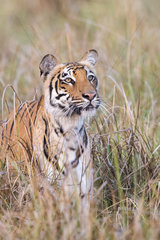 Bengal Tiger ( Panthera tigris tigris) in tall grass  Jim Corbett National Park  Uttarakhand  India