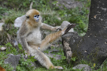 Golden snub-nosed monkey (Pygathrix roxellana) young sitting on a rock and scratching his leg  Shanxii  China