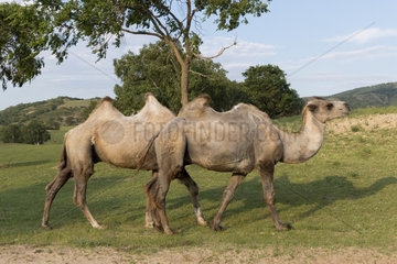 Bactrian camel (Camelus bactrianus)  Bashang Grassland  Zhangjiakou  Hebei Province  Inner Mongolia  China