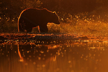Brown Bear (Ursus arctos) against the light in the late afternoon in front of a water point in summer  Finland