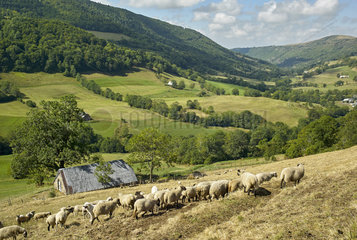 Flock of sheep and Pyrenean Mountain Dog in late summer  Valley of St. Paul Salers (Recusset)  Monts du Cantal  Regional Natural Park of Auvergne Volcanoes  France