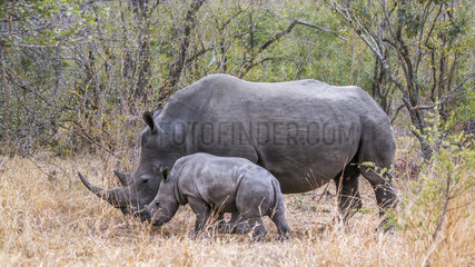 Southern white rhinoceros (Ceratotherium simum simum)  Kruger National park  South Africa