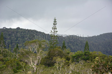 Grandes Fougères Park  Farino  New Caledonia