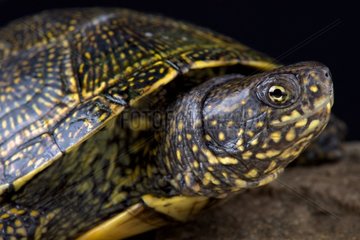 The Hellenic Pond Turtle (Emys orbicularis hellenica) is a beautiful European pond turtle species.