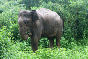 Asian elephant (Elephas maximus)  Udawalawe National Park  Sri Lanka