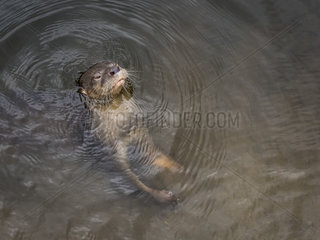 Neotropical river otter (Lontra longicaudis)  Antioquia  Colombia