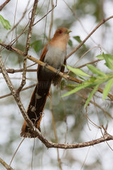 Squirrel Cuckoo (Piaya cayana) on a branch  Pantanal  Brazil