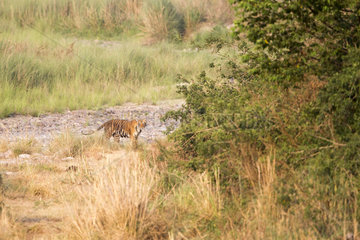 Bengal Tiger ( Panthera tigris tigris)  Jim Corbett National Park  Uttarakhand  India