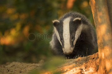 European Badger (Meles meles). A Badger cub emerges in the late evening light in the Peak District National Park  UK.