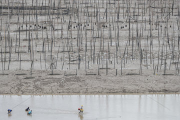 Fishing poles  Bamboos at low tide  Bamboos used for fishing  aquaculture  Xiapu County  Fujiang Province  China