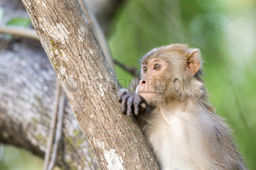 Rhesus macaque (Macaca mulatta)  adult resting in a tree  Jim Corbett National Park  Uttarakhand  India