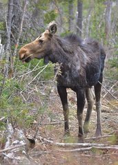 Moose (Alces americanus) in Matane wilidfe reserve  Quebec  Canada