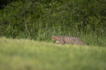 Forest cat (Felis silvestris) walking in a meadow  Lorraine  France