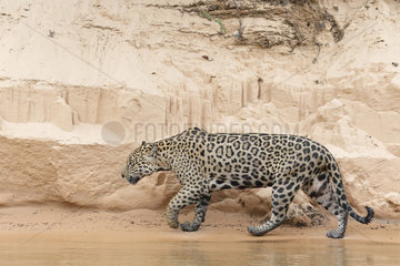 Jaguar (Panthera onca) Adult walking at the foot of a sandy cliff  Pantanal  Brazil