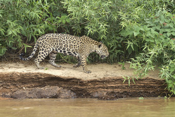 Jaguar (Panthera onca) walking on the riverbank  Pantanal  Brazil