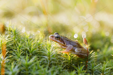European Common Frog (Rana temporaria)  Alsace  France