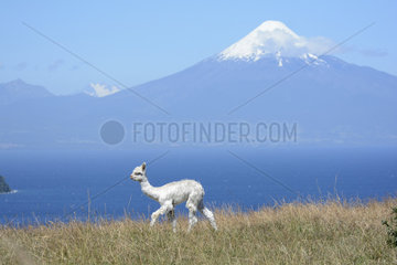 Young Llama (Llama Glama) in front of Llanquihue Lake and Osorno volcano  view of Puerto Octay  X Region of Lakes  Chile