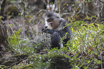 Black Snub-nosed Monkey (Rhinopithecus bieti) feeding on lichen  Yunnan  China
