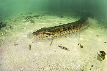 Green anaconda  (Eunectes murinus)  the largest snake in the world  female can reach impressive proportions; over 6 m in length  30 cm in diameter and more than 200 kg. Formoso River  Bonito  Mato Grosso do Sul  Brazil