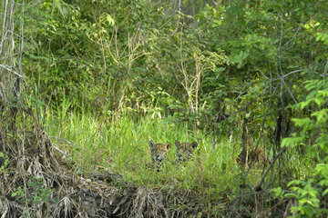 Jaguar (Panthera onca) two brothers resting on the bank  Pantanal  Brazil