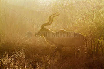 Greater kudu (Tragelaphus strepsiceros)  Kruger National park  South Africa