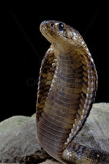 Egyptian Cobra (Naja haje) standing