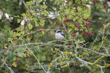 Long-tailed Tit (Aegithalos caudatus) in a Hawthorn in fruits  Lorraine  France