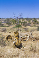 African lion (Panthera leo) in Kruger National park  South Africa