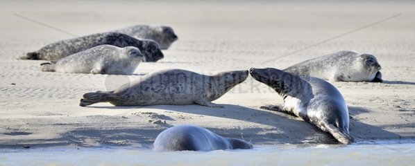 Gray seal (Halichoerus grypus) in the Bay of Authie at Berck-sur-mer  Pas-de-Calais  France