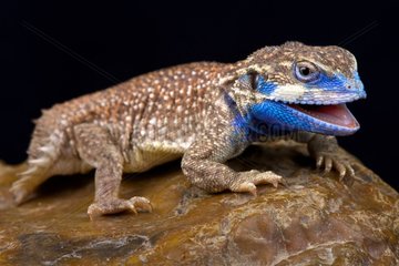 The Shield-tailed agama (Xenagama taylori) is endemic to the Horn of Africa. They have a unique tail that is used to block their burrows.