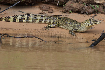 Jacare Caiman (Caiman yacare) young on the bank  Pantanal  Brazil