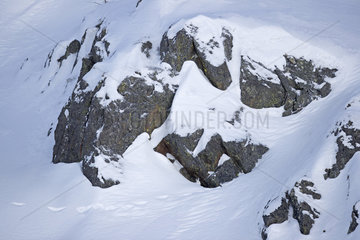 Mountain Hare (Lepus timidus) in winter white coat  Alps  Switzerland.