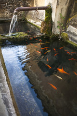 Golden fishes in a fountain  Hamlet of Grands Clements  Vaucluse  PNR Luberon  France