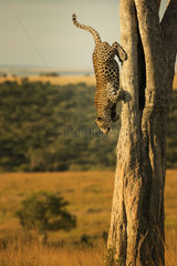 Leopard descens from his tree to collect a Mongoose in the Maasai Mara  Kenya.