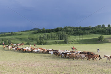 Mongolian horsemen lead a troop of horses running in a group in the meadow  Bashang Grassland  Zhangjiakou  Hebei Province  Inner Mongolia  China