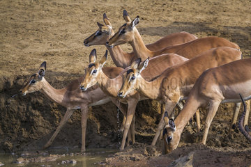 Common Impala (Aepyceros melampus)  Kruger National park  South Africa