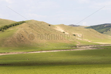 Colline landscape with domestic animals  Bashang Grassland  Zhangjiakou  Hebei Province  Inner Mongolia  China