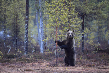 Brown Bear (Ursus arctos) standing on its hind legs shaking a young pine  Finland