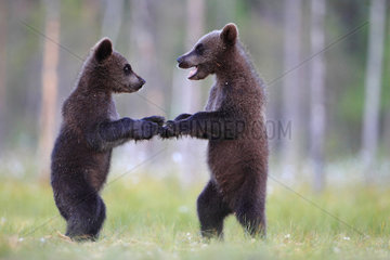 Brown Bear (Ursus arctos) cubs playing  Finland