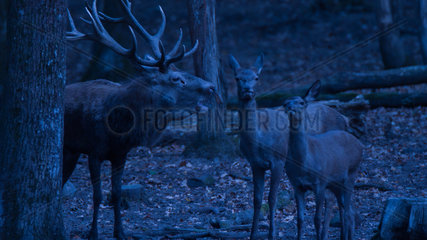 Red Deer (Deer Elaphus)  male and female during slaughter at night  France
