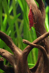 Shrimp (Neocaridina davidi)  Red cherry shrimp en aquarium