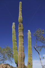 cacti in semi desert landscape  Sierra San Francisco  Baja California Sur  Mexico